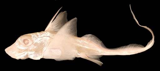 albino_ratfish.jpg